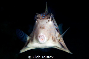 The boxfish by Gleb Tolstov 